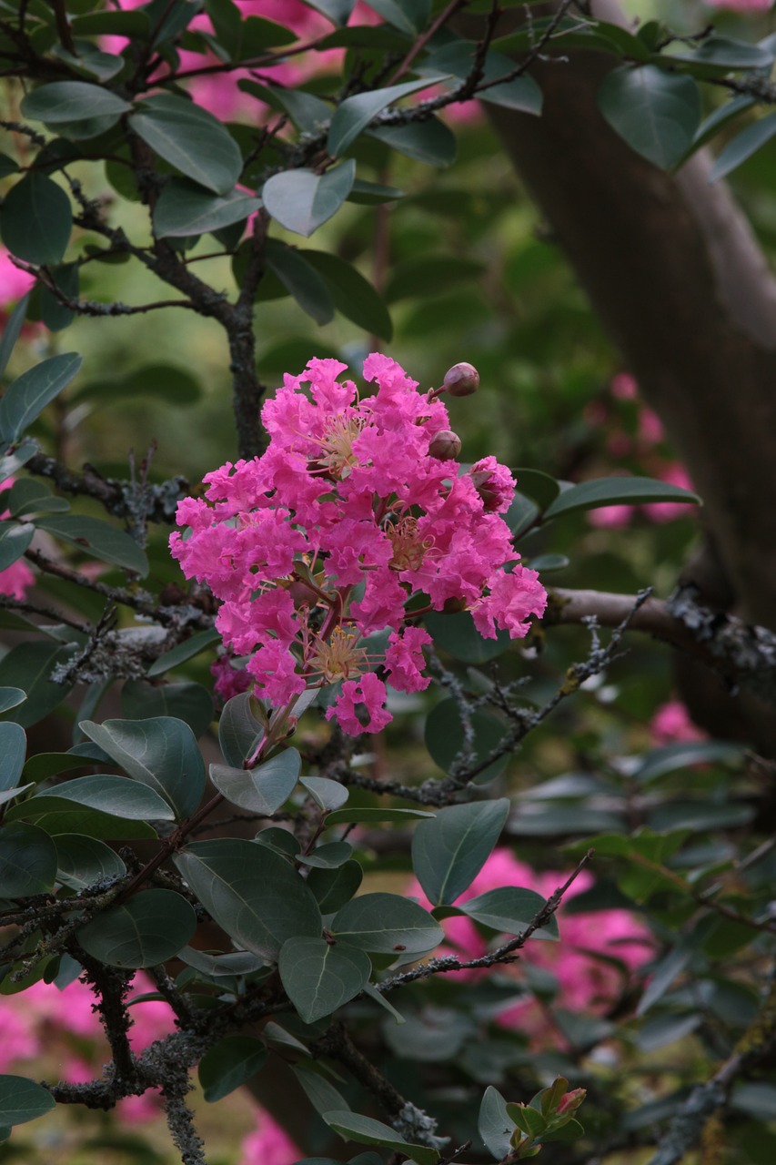 branch single flower tree free photo