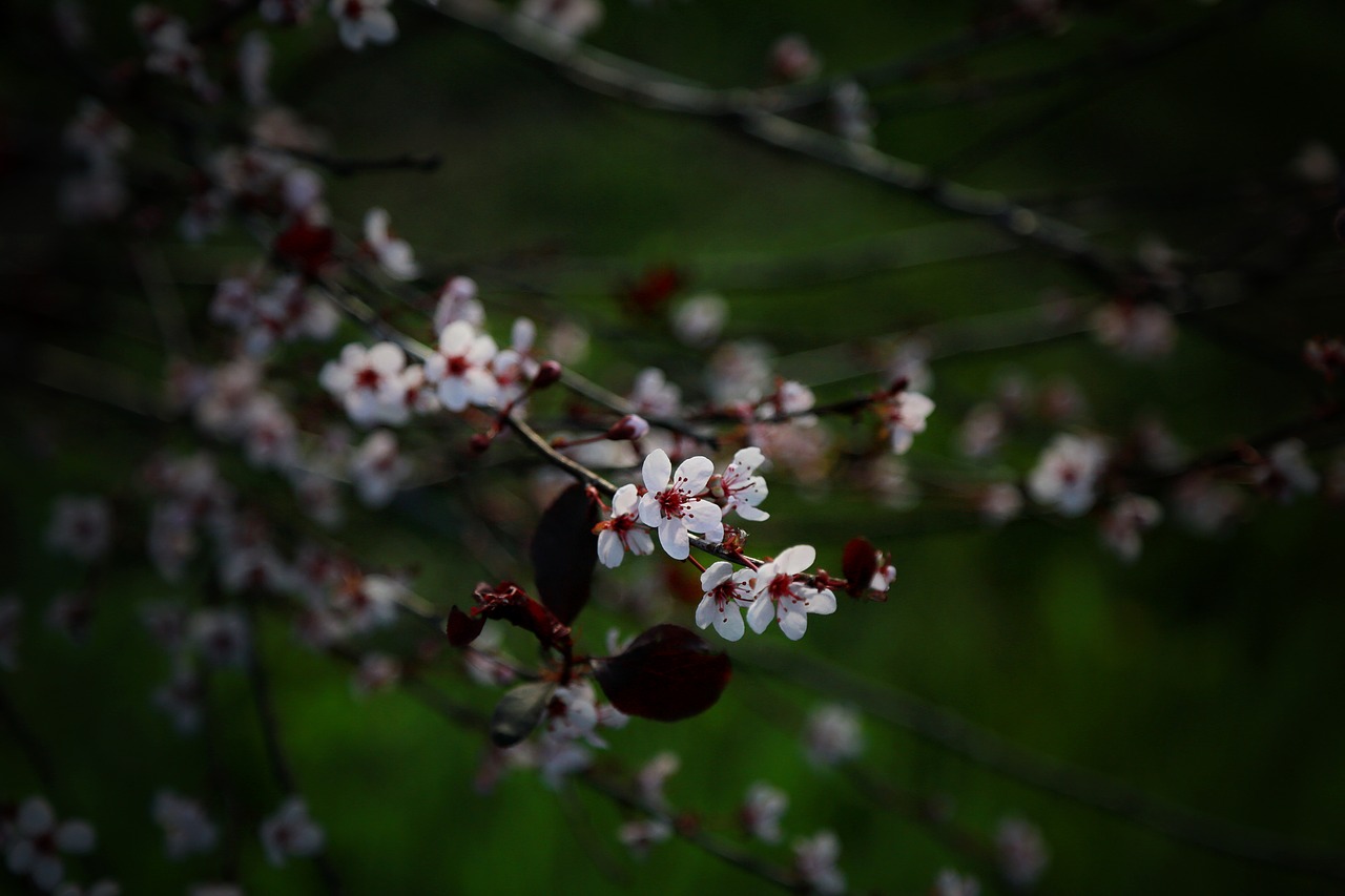 branch tree blossom free photo