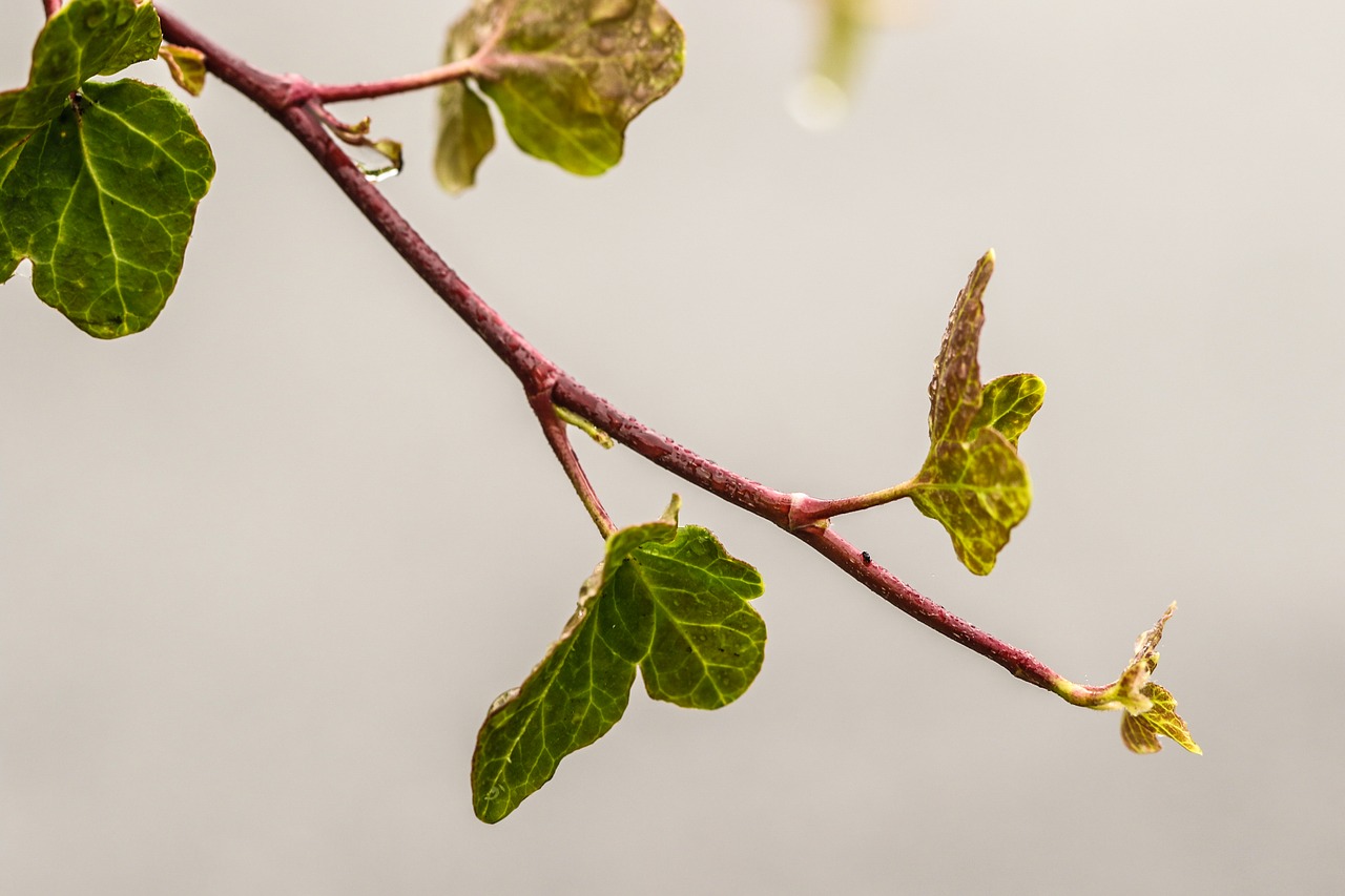 branch leaf autumn leaves free photo