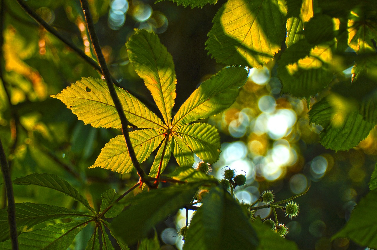 branch leaf leaves free photo