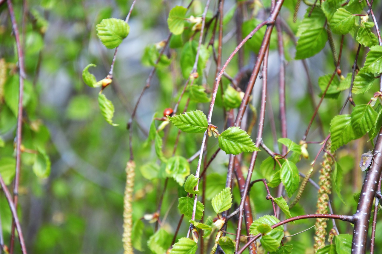 branch spring bloom free photo