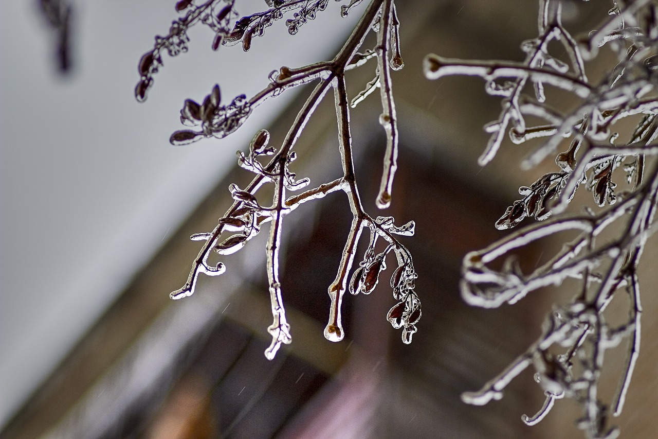 branch ice spring free photo