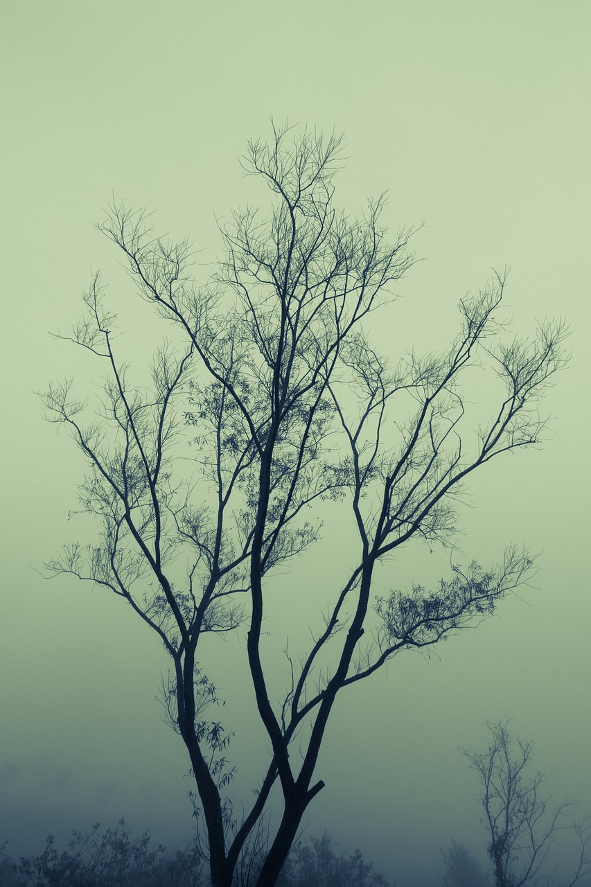branch fog mist free photo