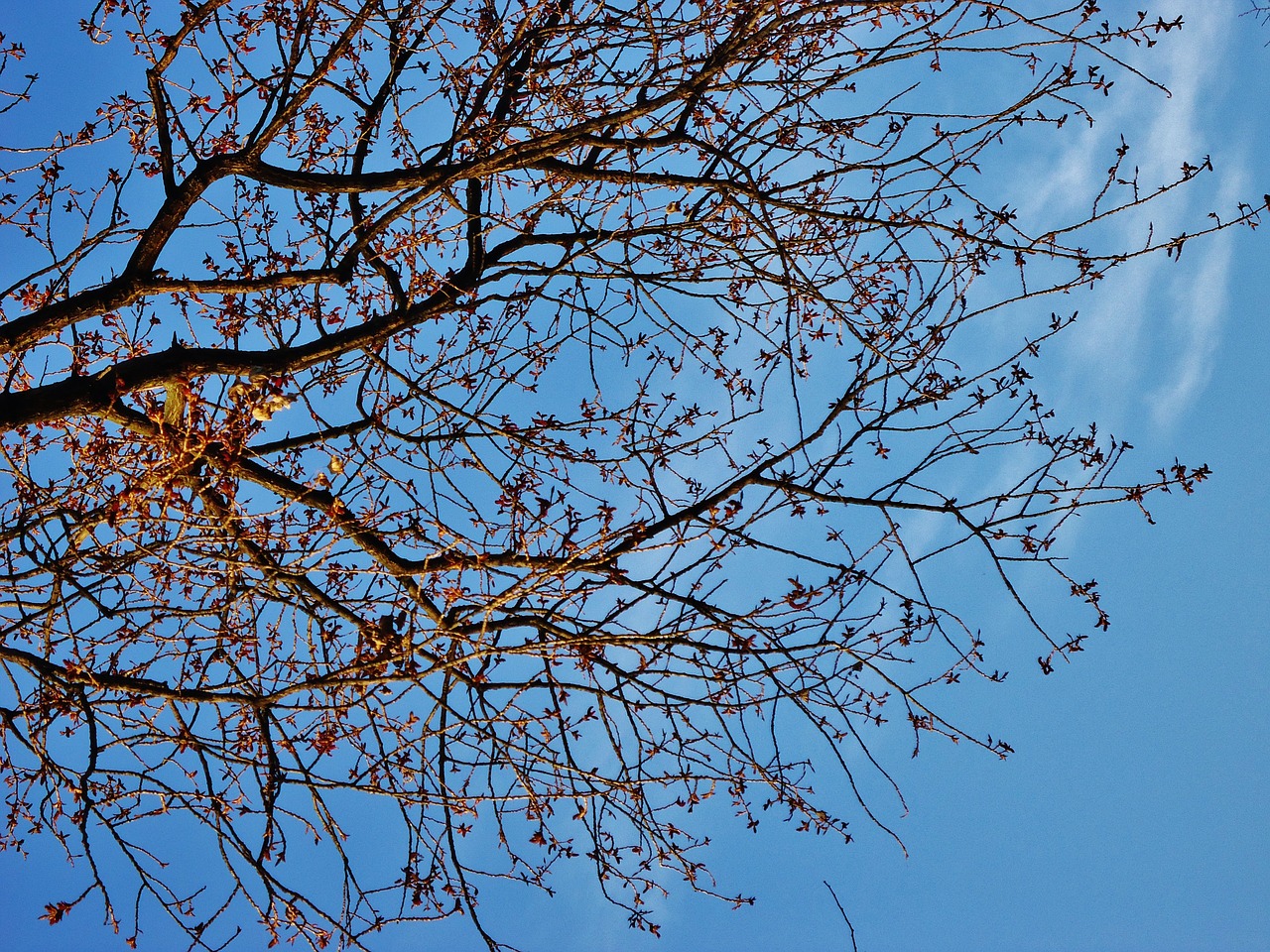 branch tree branches free photo