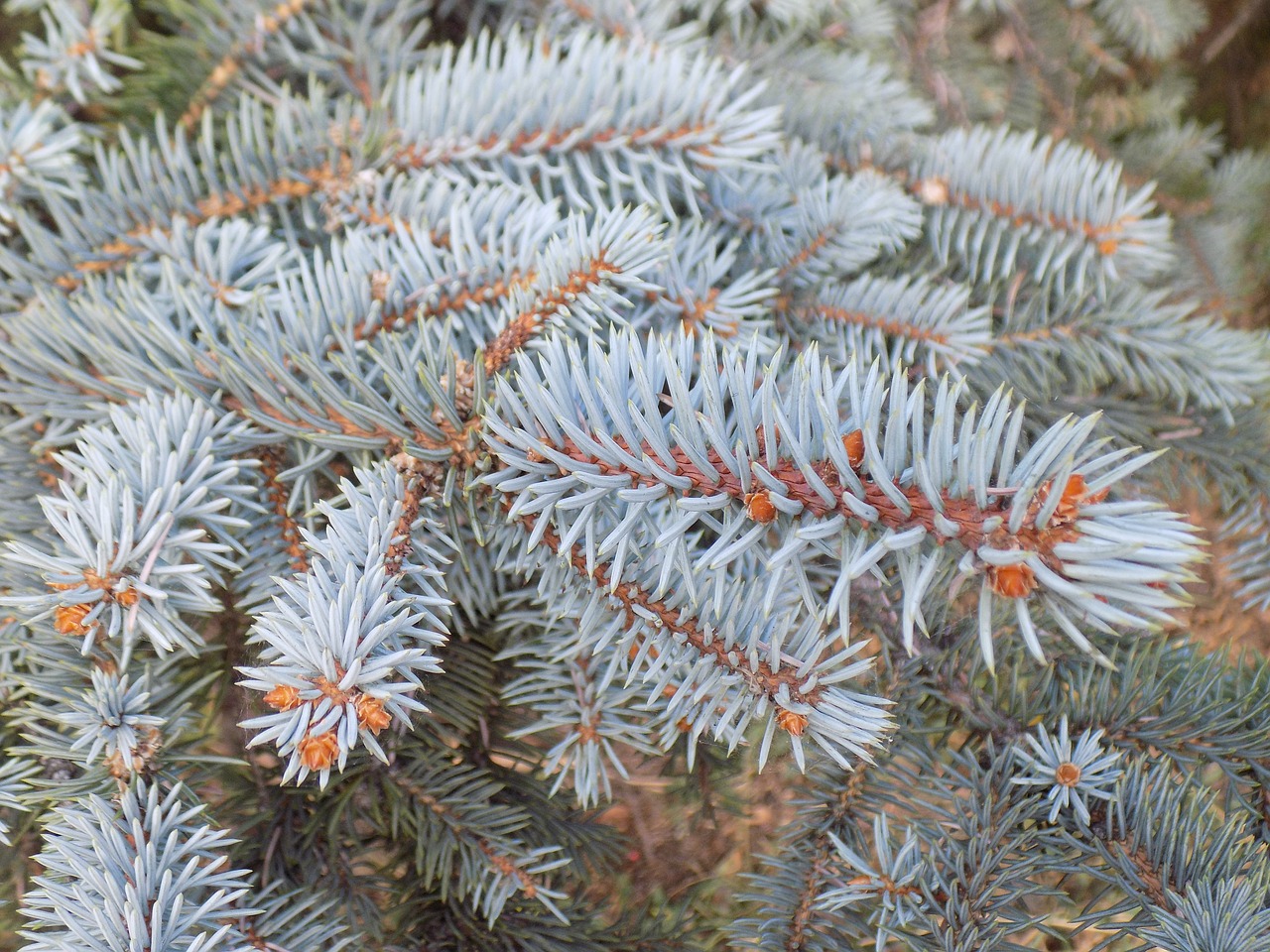 branch blue spruce conifer free photo