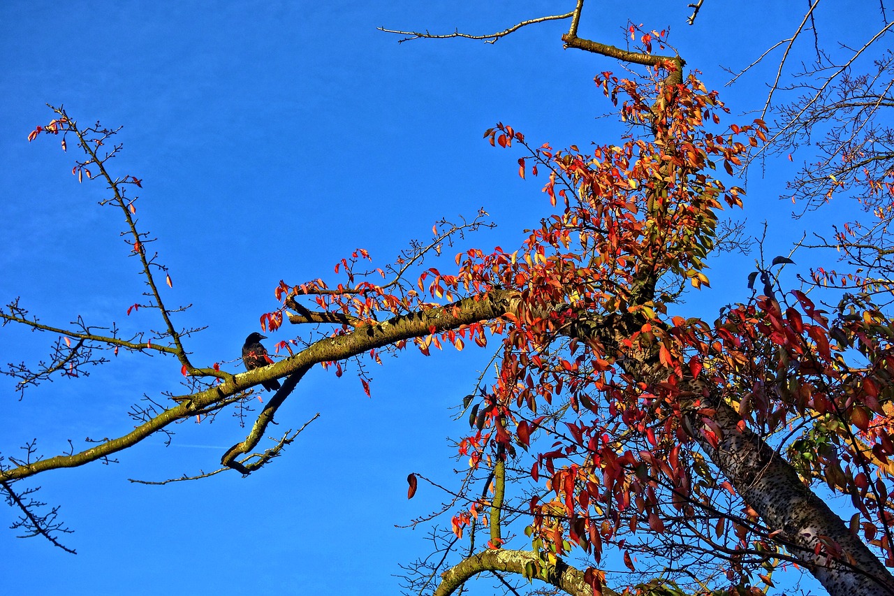 branch bird crow free photo