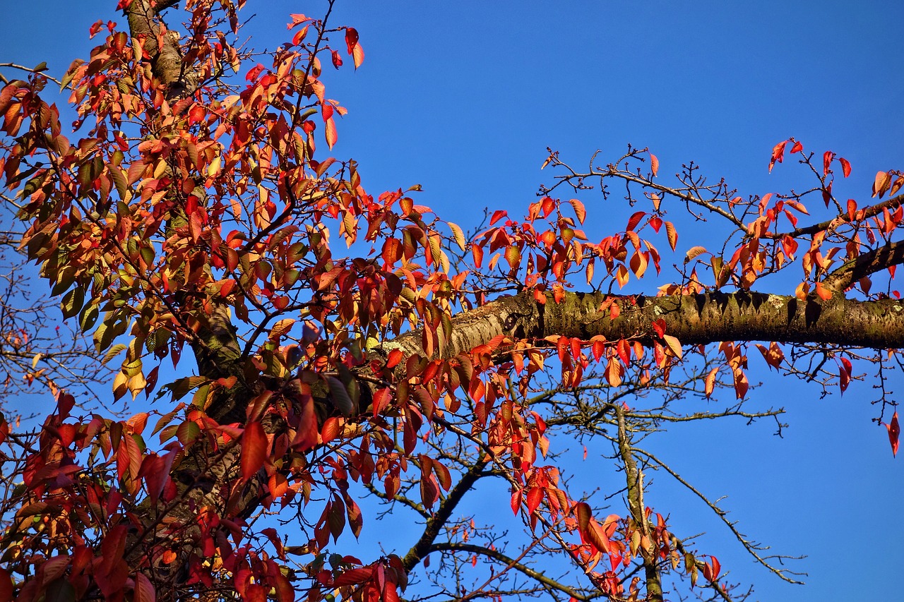 branch leaves foliage free photo