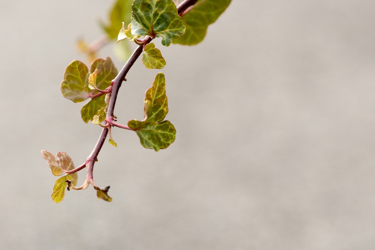 branch nature plant free photo