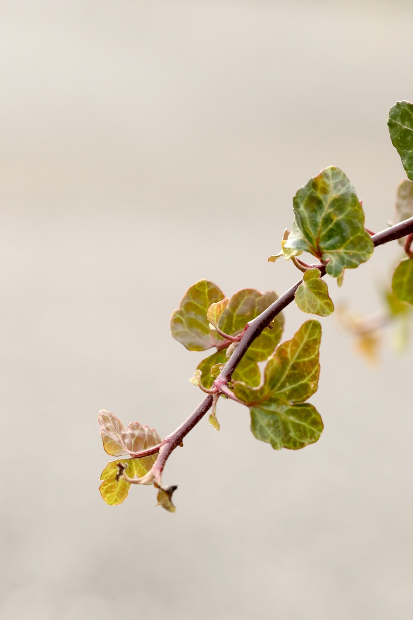 branch nature plant free photo