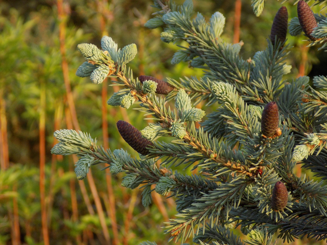 branch cones spruce free photo