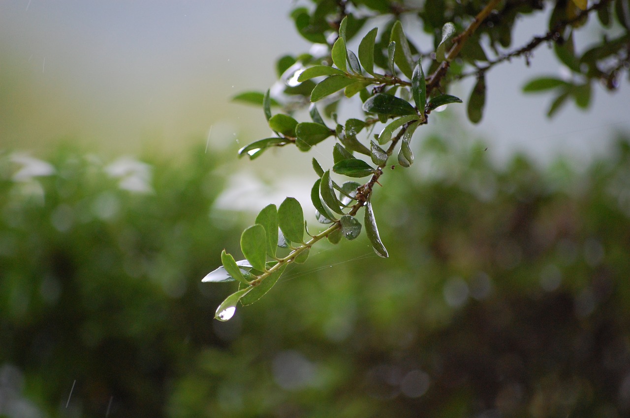 branch drop of water green free photo