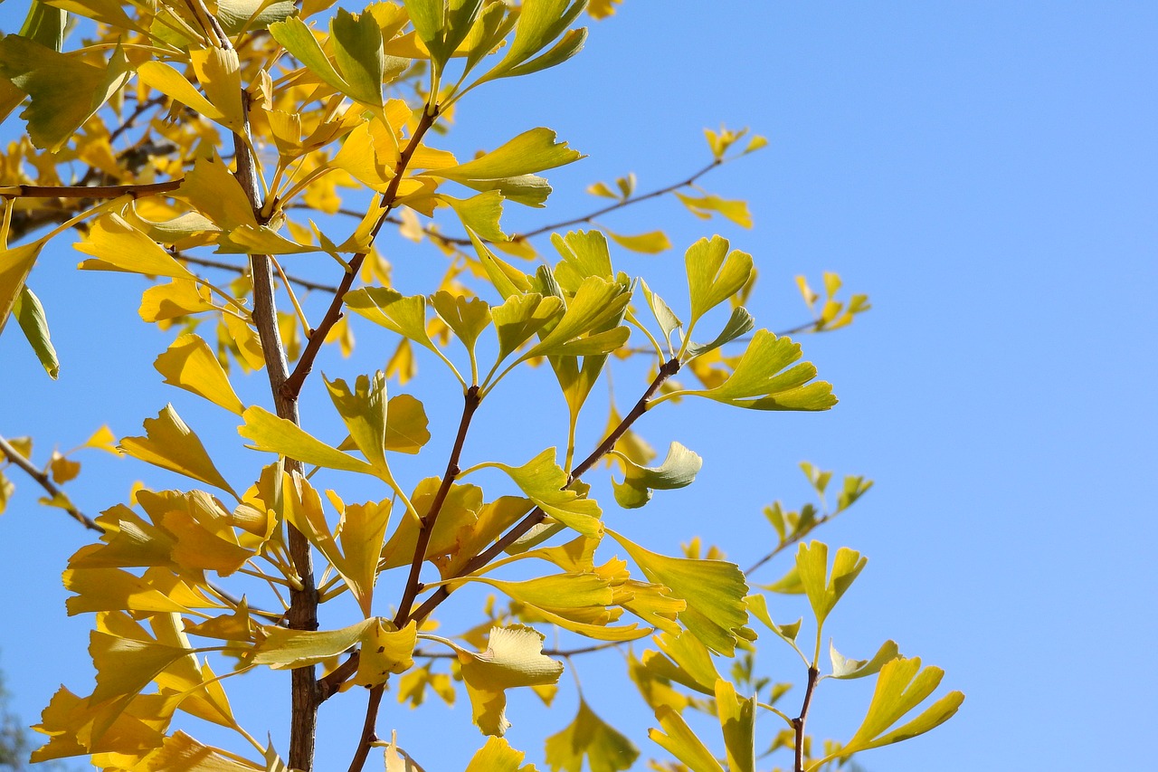 branch jinan dvojlaločný gingko free photo