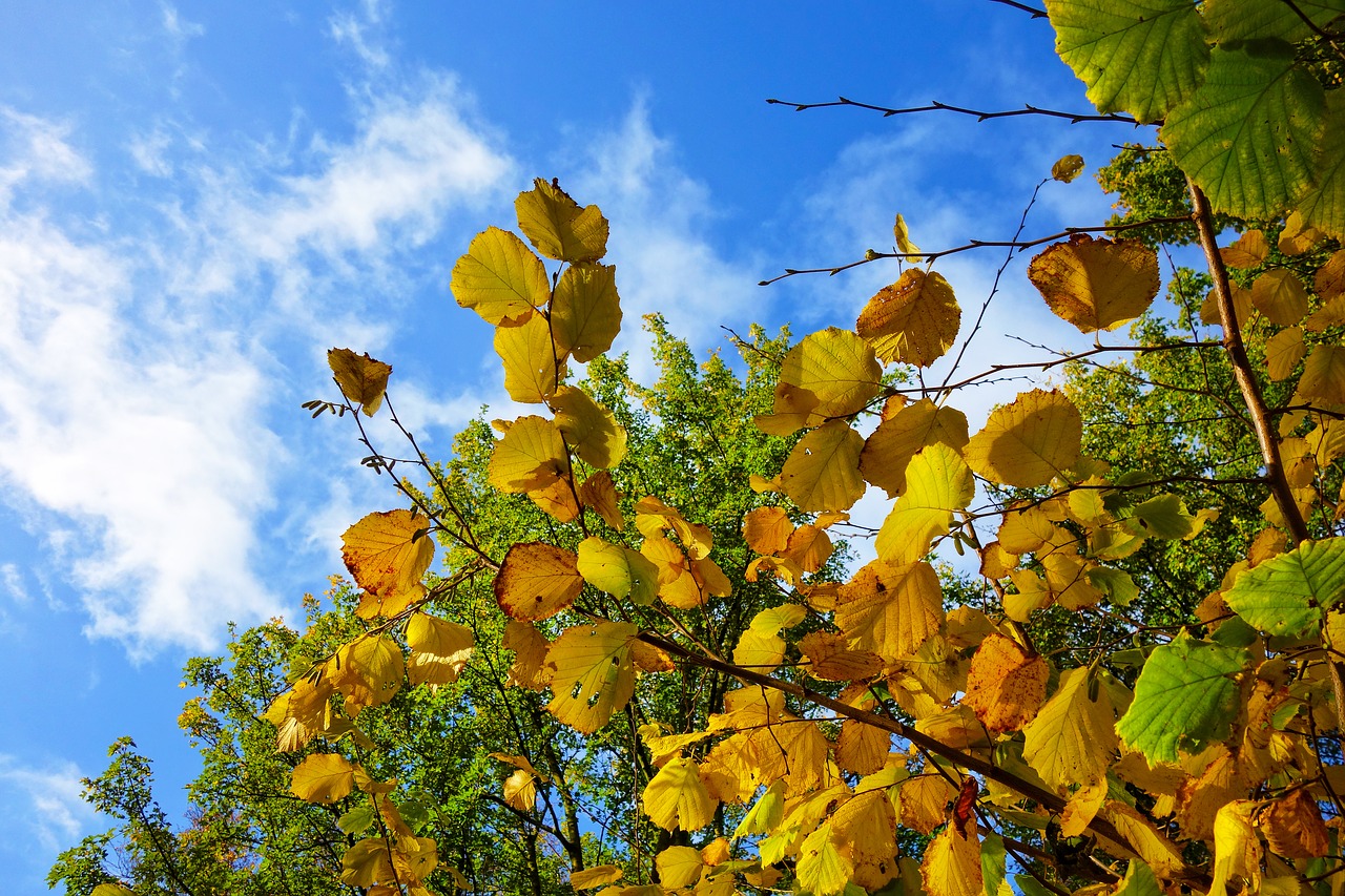 branch leaves foliage free photo