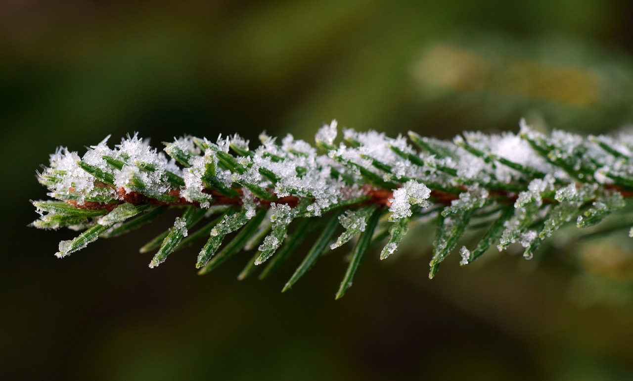 branch tannenzweig green free photo