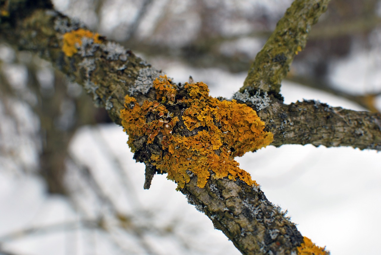 branch lichen nature free photo