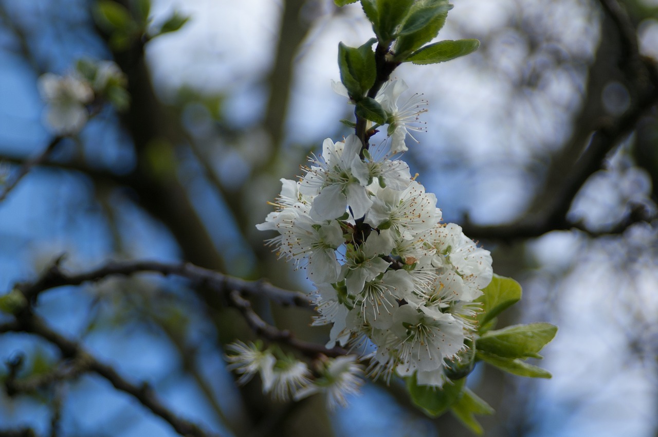 branch plant nature free photo