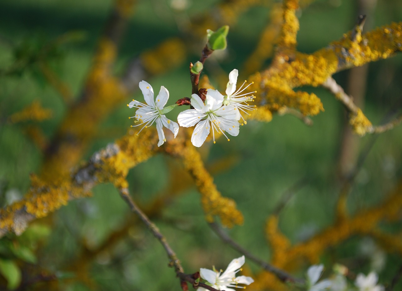 branch flower blossom free photo