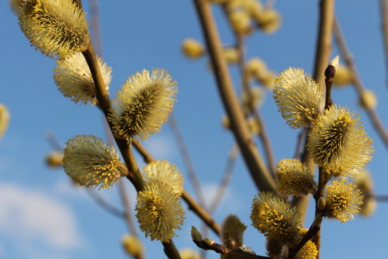 branch tree nature free photo