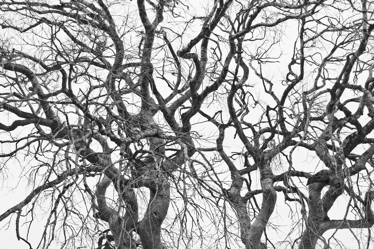 branch no person nature free photo