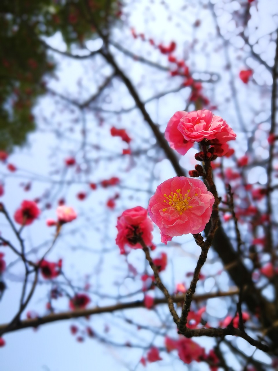 branch tree nature free photo