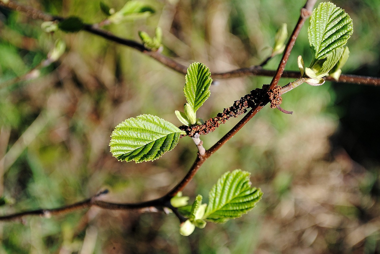 branch tree leaves free photo