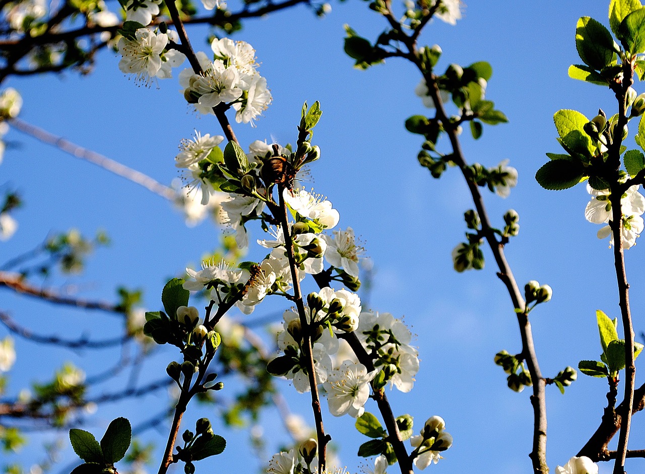 branch tree blossom free photo