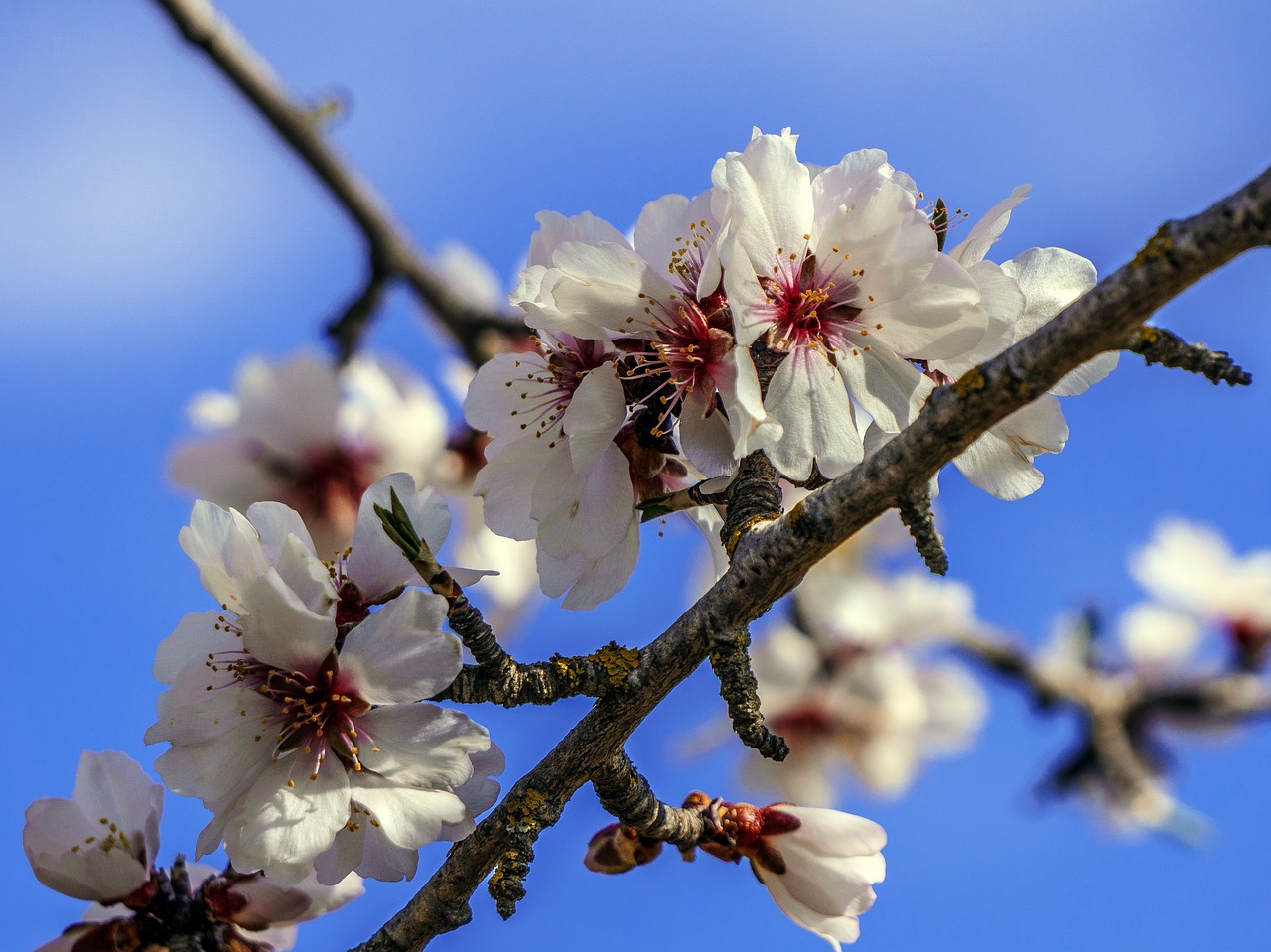 branch flower cherry free photo