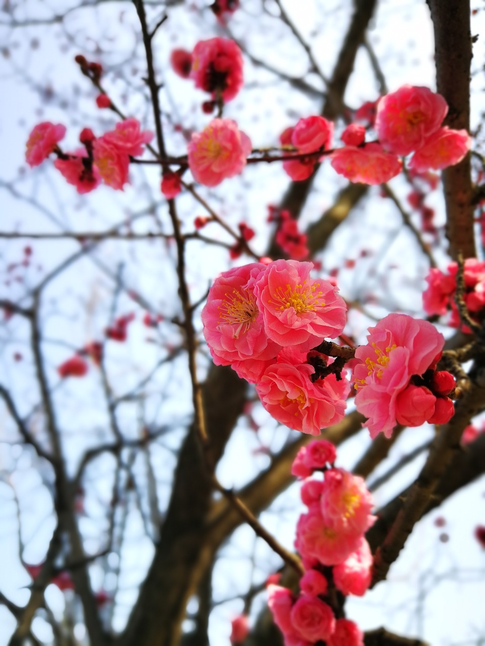 branch tree season free photo