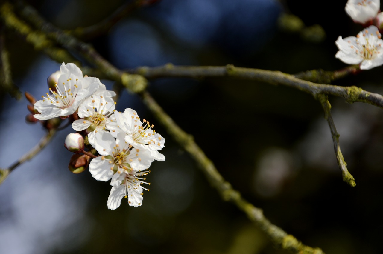 branch tree cherry free photo