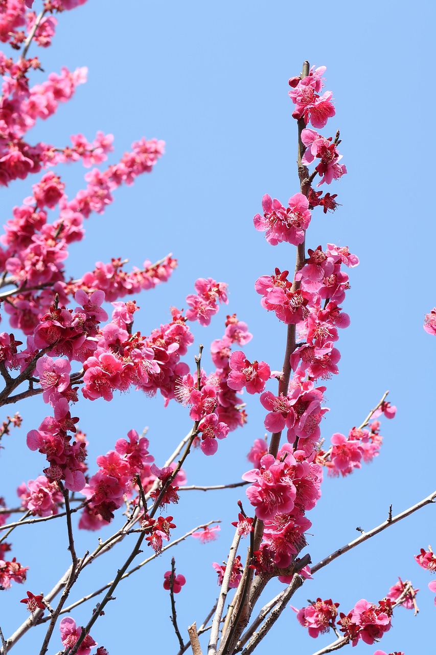 branch flowers wood free photo