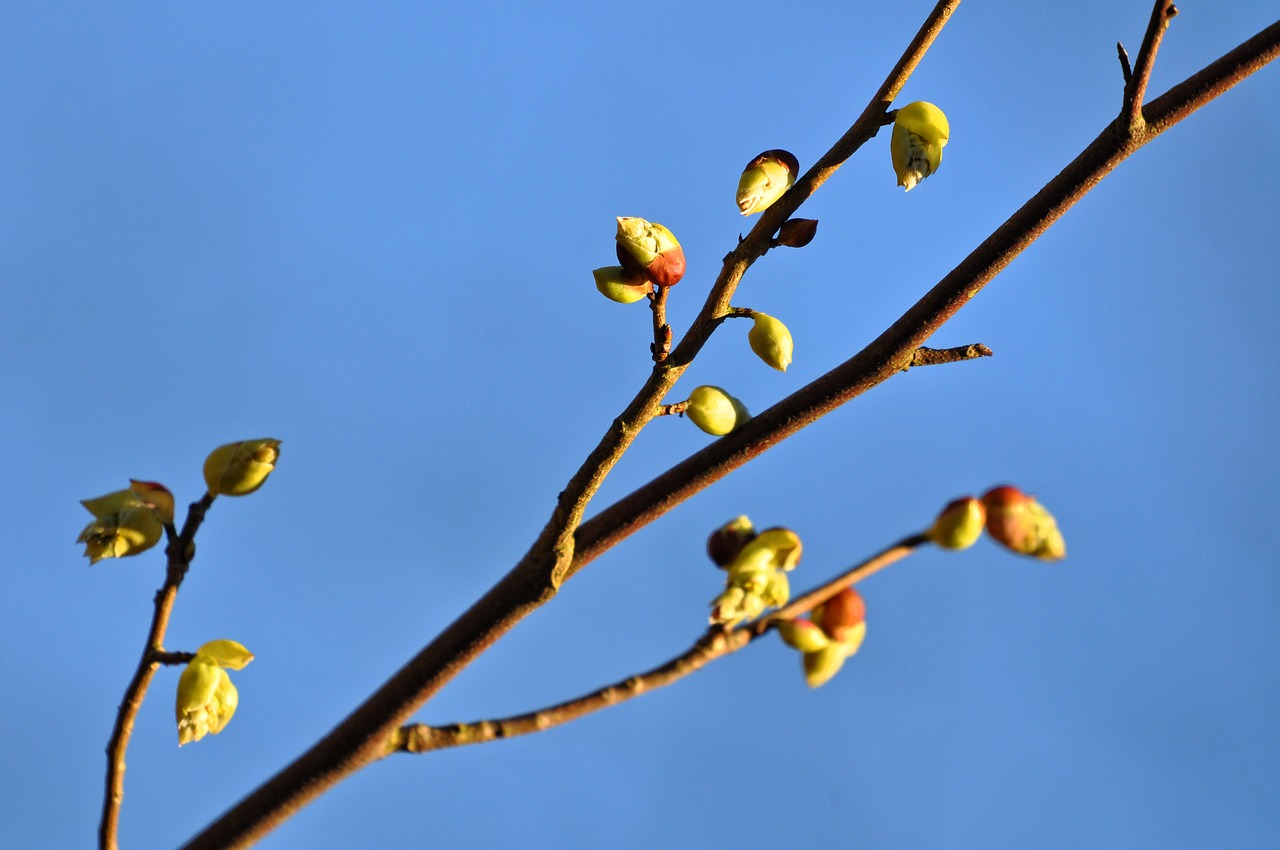 branch bud shoot free photo