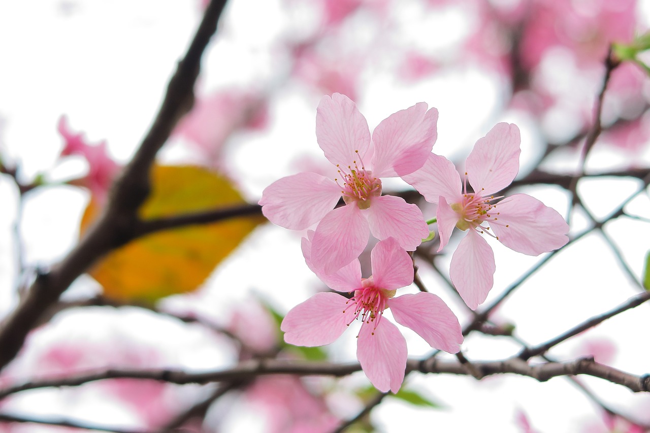 branch flower tree free photo