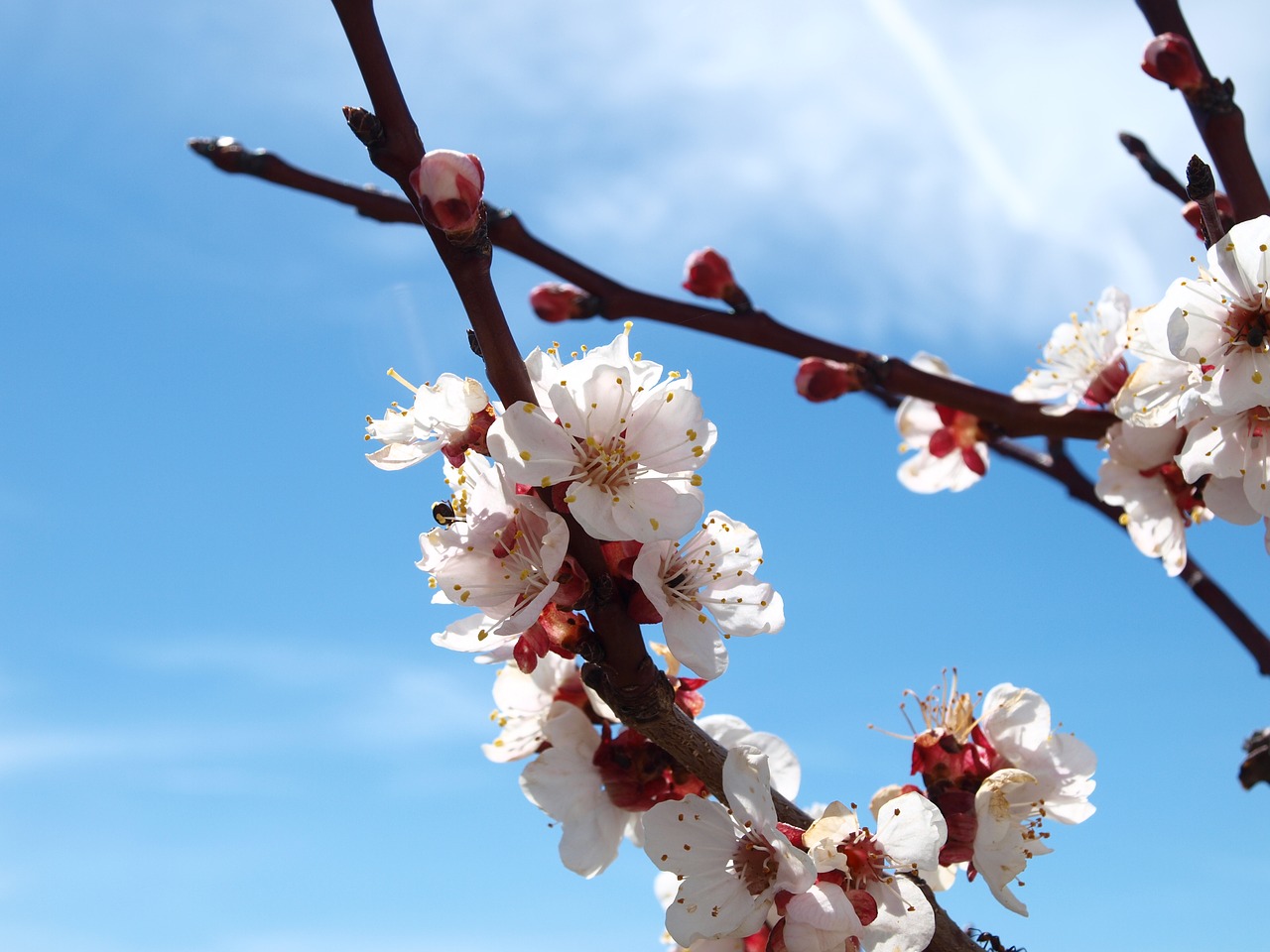 branch cherry wood tree free photo