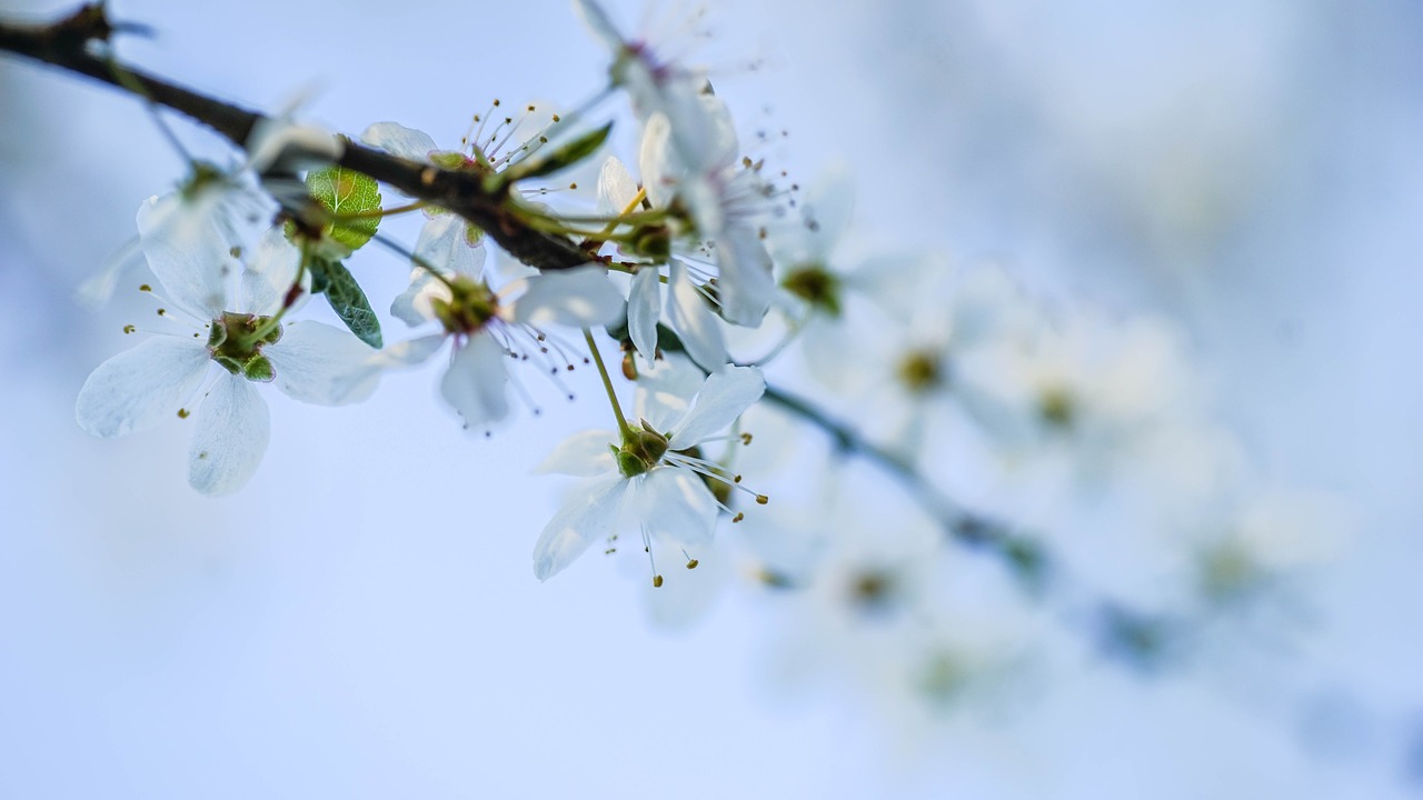 branch season nature free photo