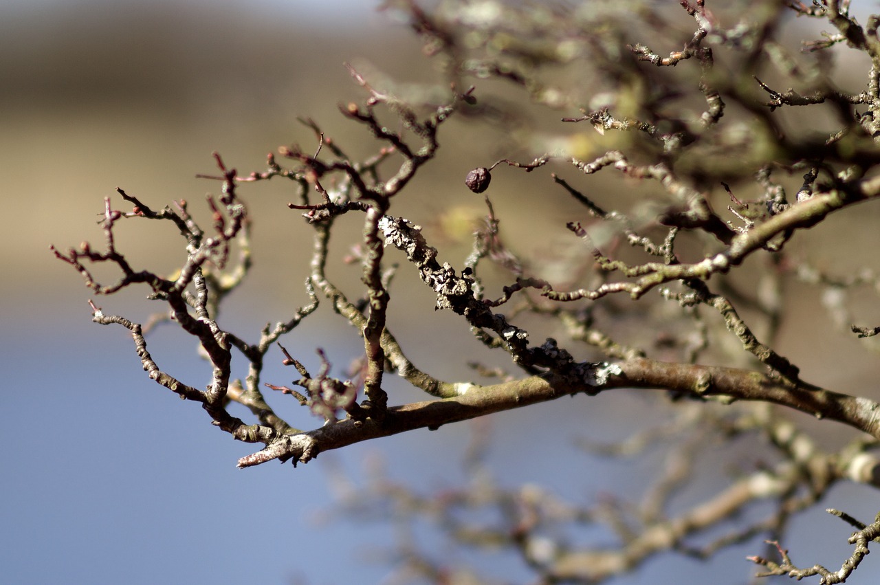 branch tree desktop free photo