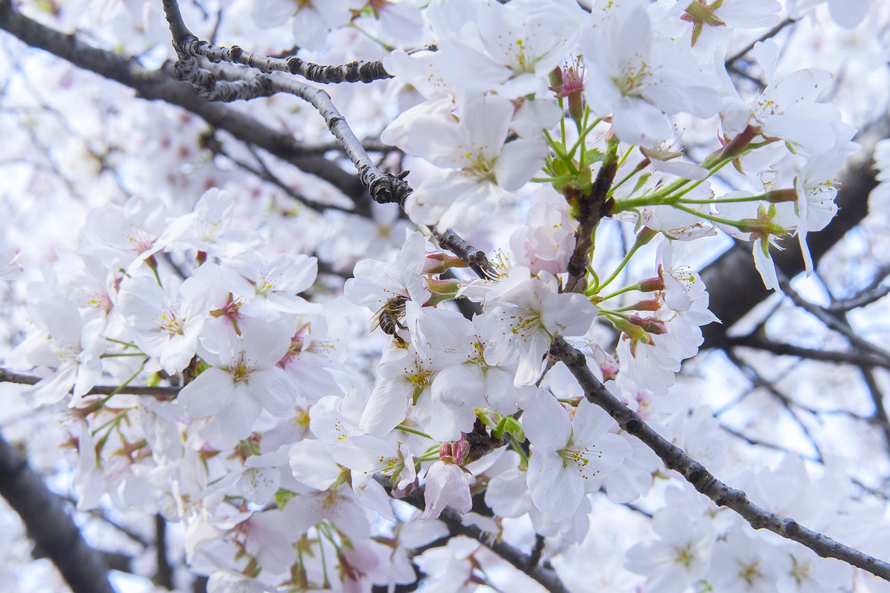 branch cherry wood flower free photo