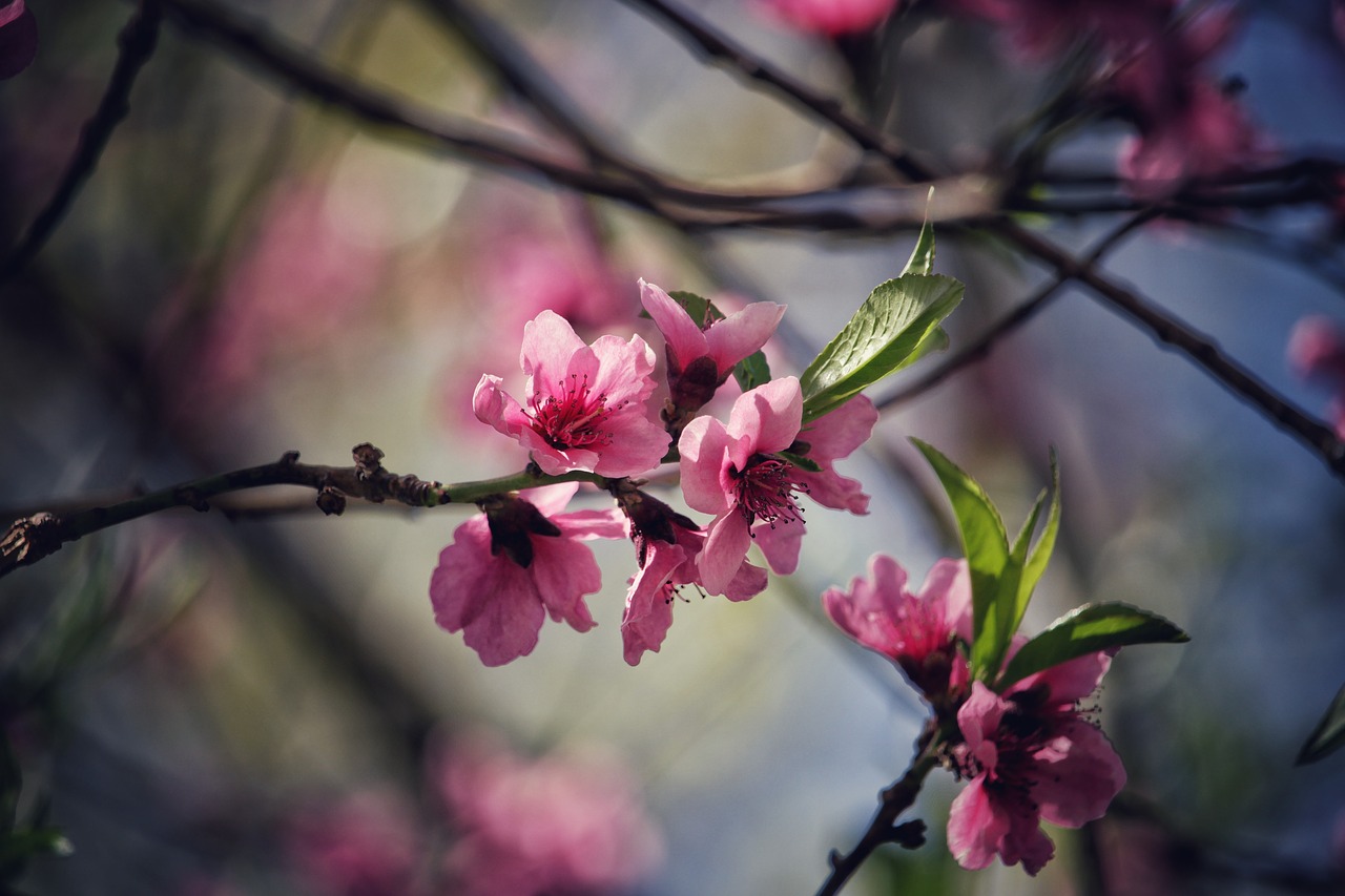 branch tree flower free photo