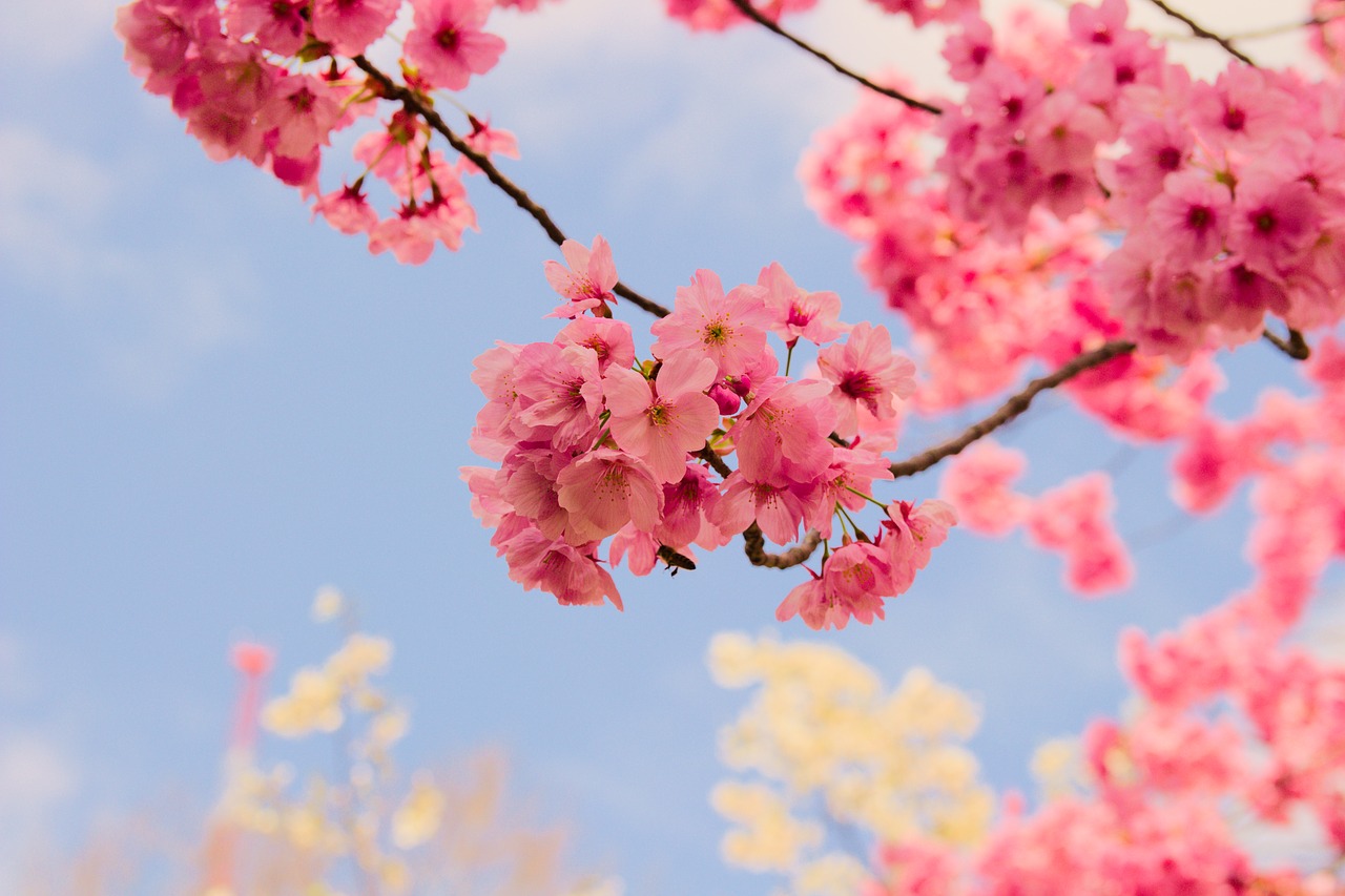 branch flower nature free photo