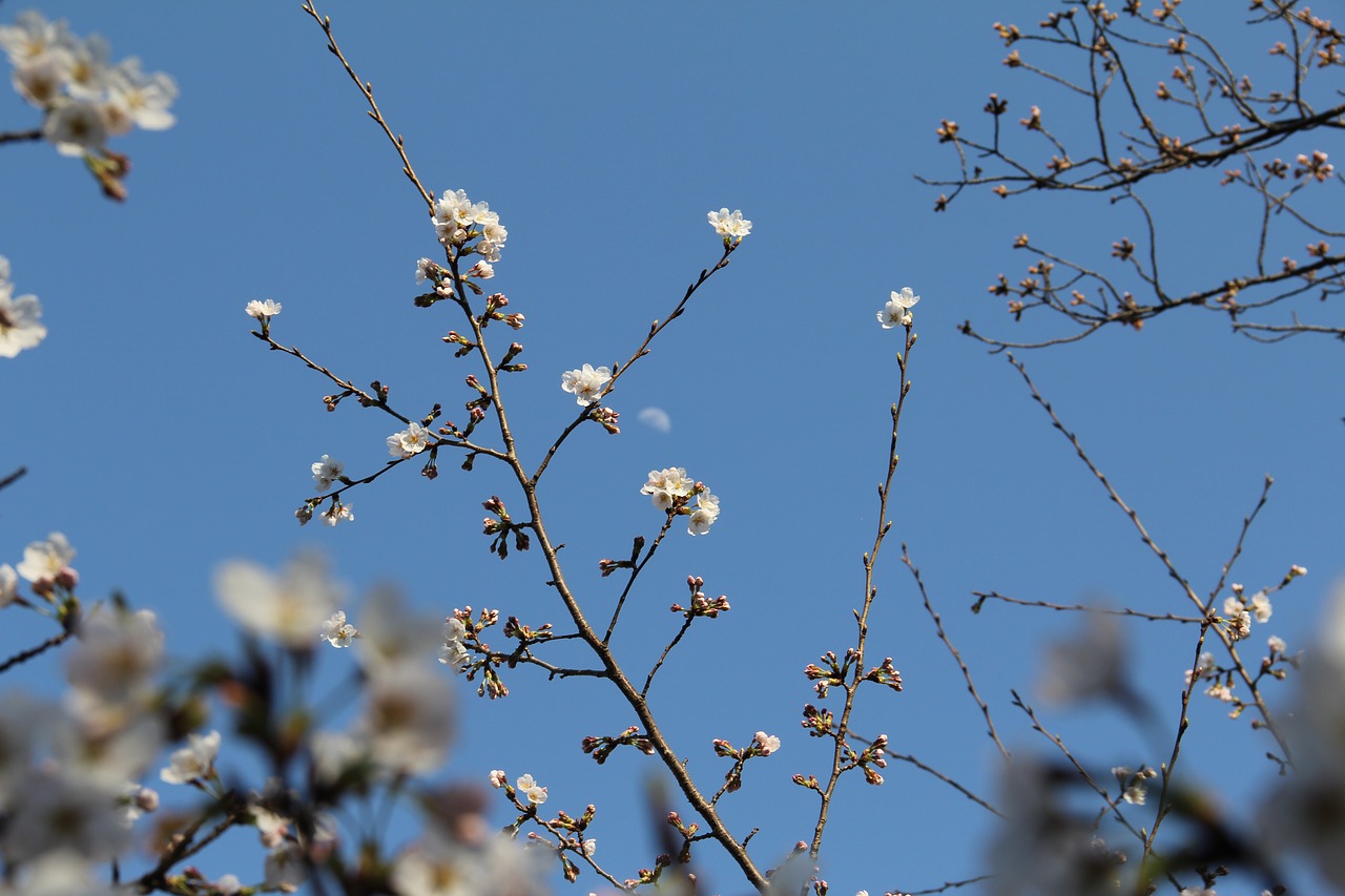 branch tree cherry free photo