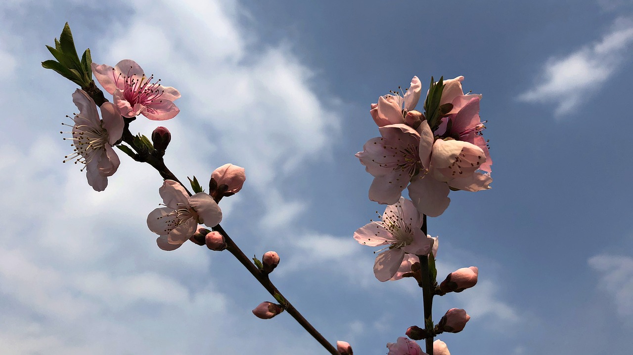 branch flower tree free photo