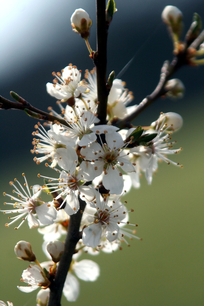 branch spring flower free photo