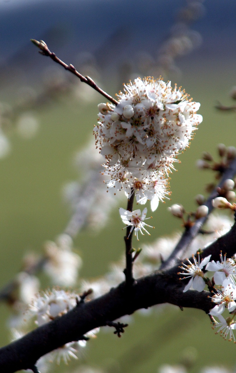 branch spring nature free photo