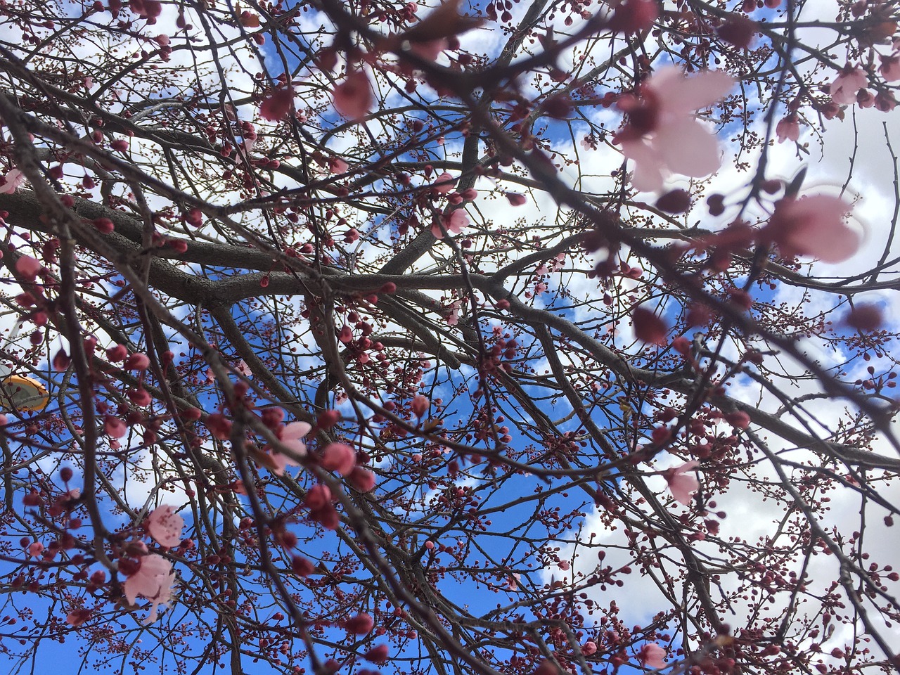 branch tree cherry free photo