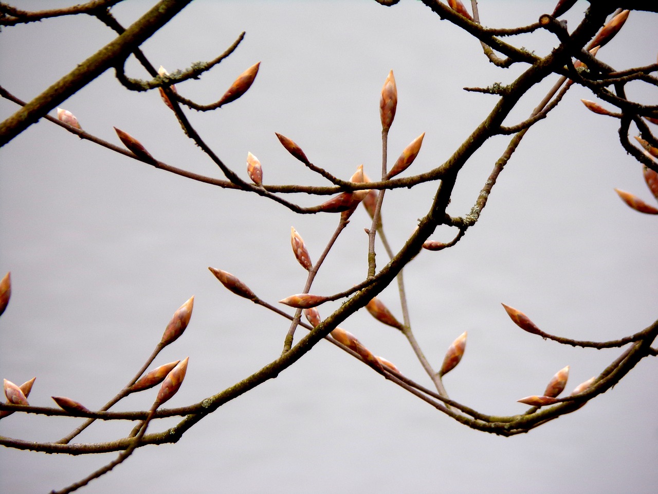 branch tree nature free photo