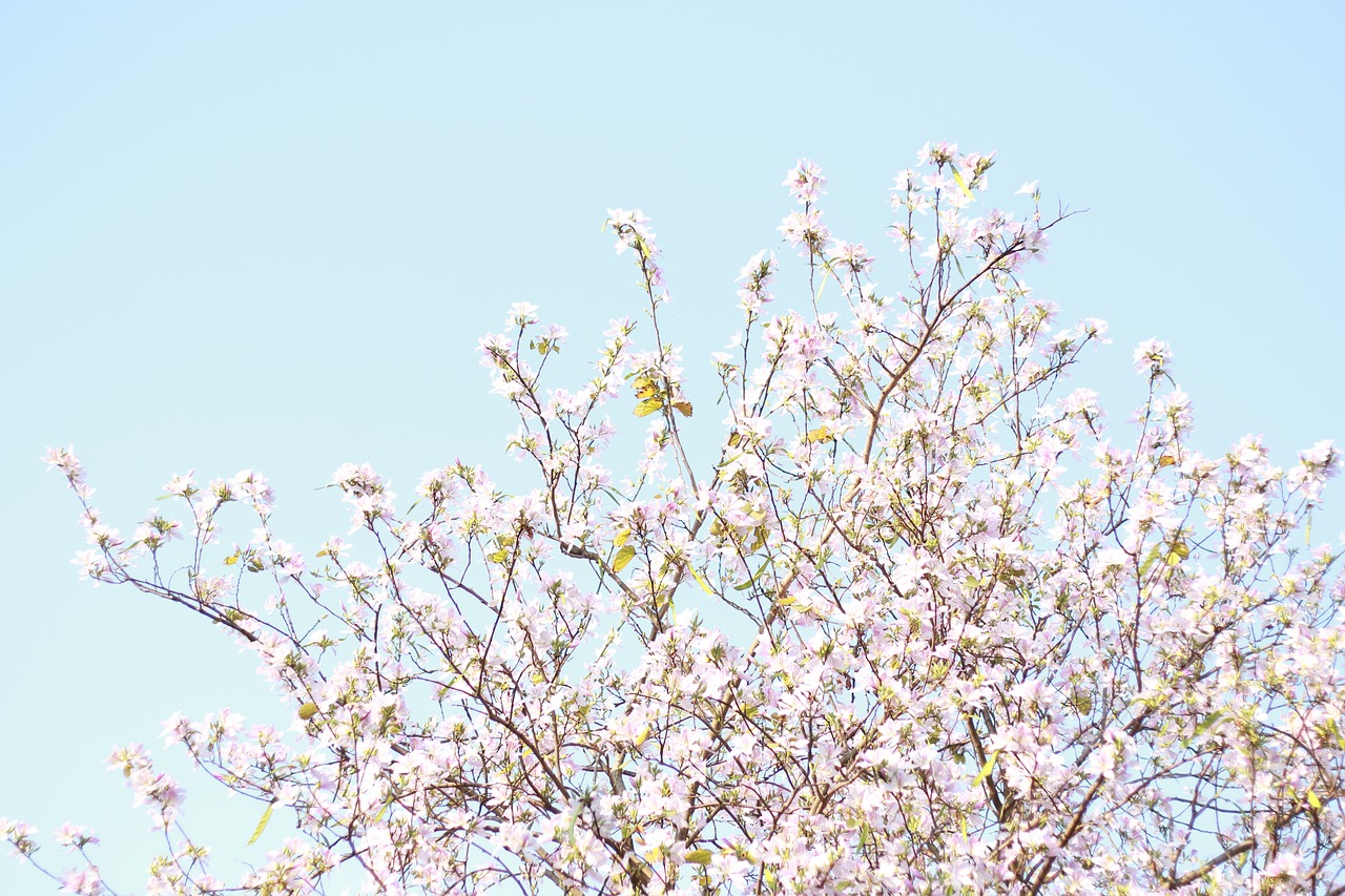 branch tree season free photo