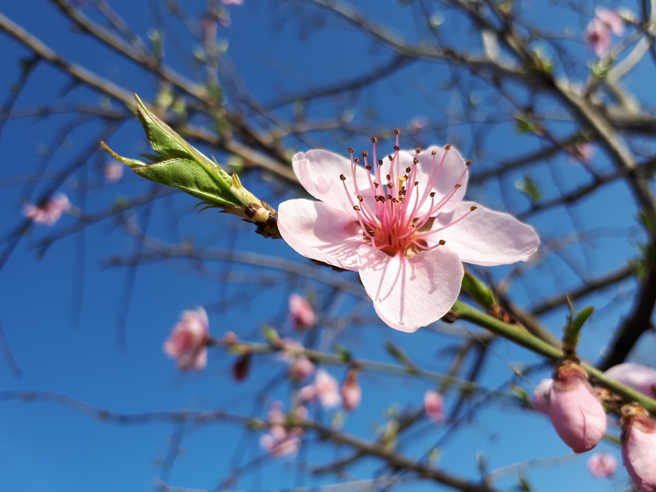 branch tree flower free photo