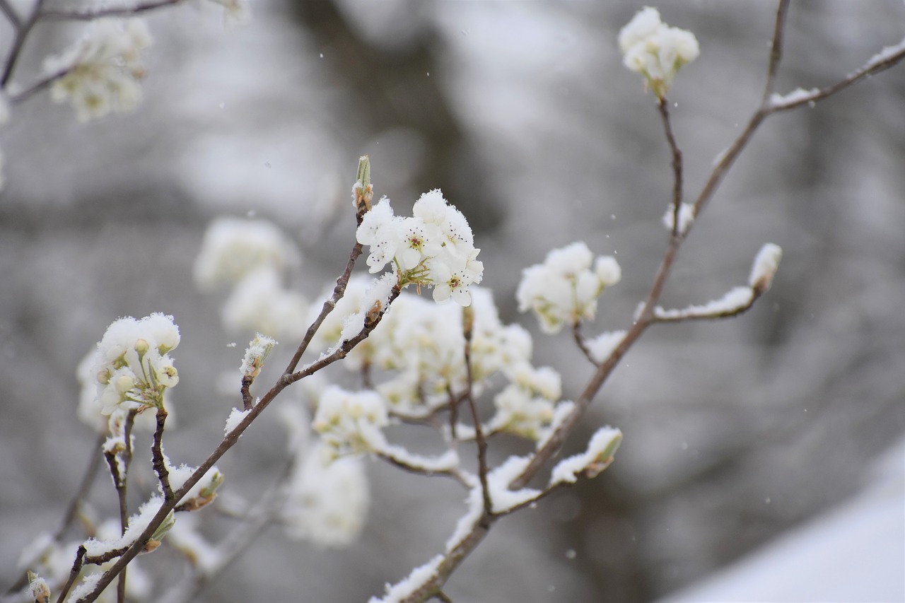 branch  tree  flower free photo