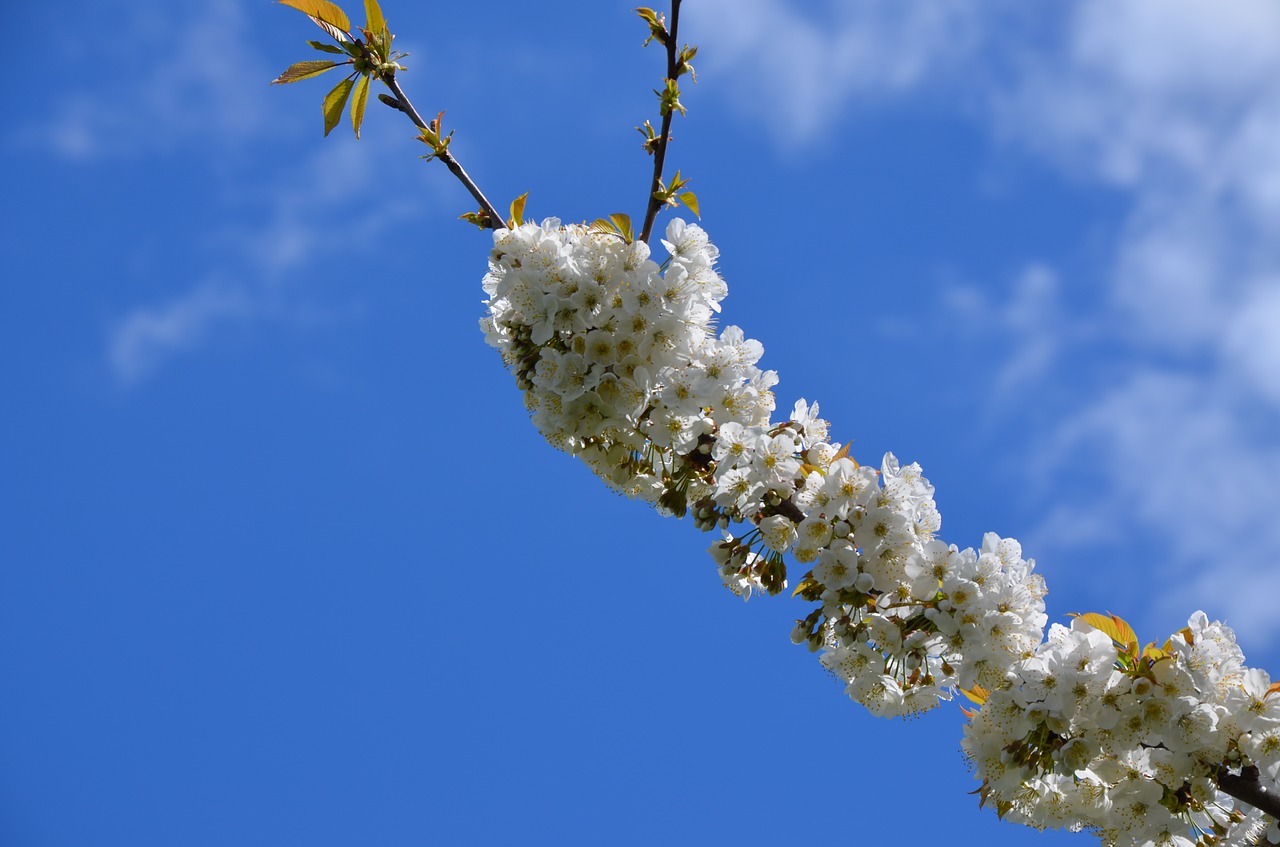 branch  tree  flower free photo