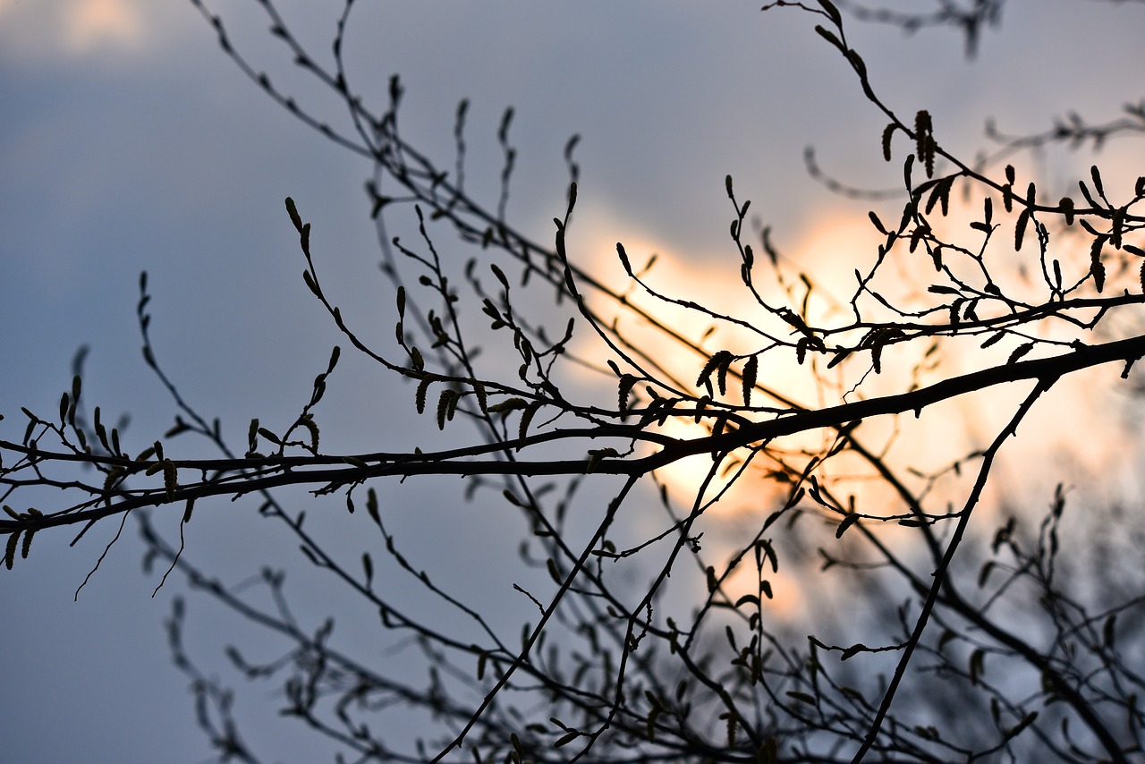 branch  tree  silhouette free photo