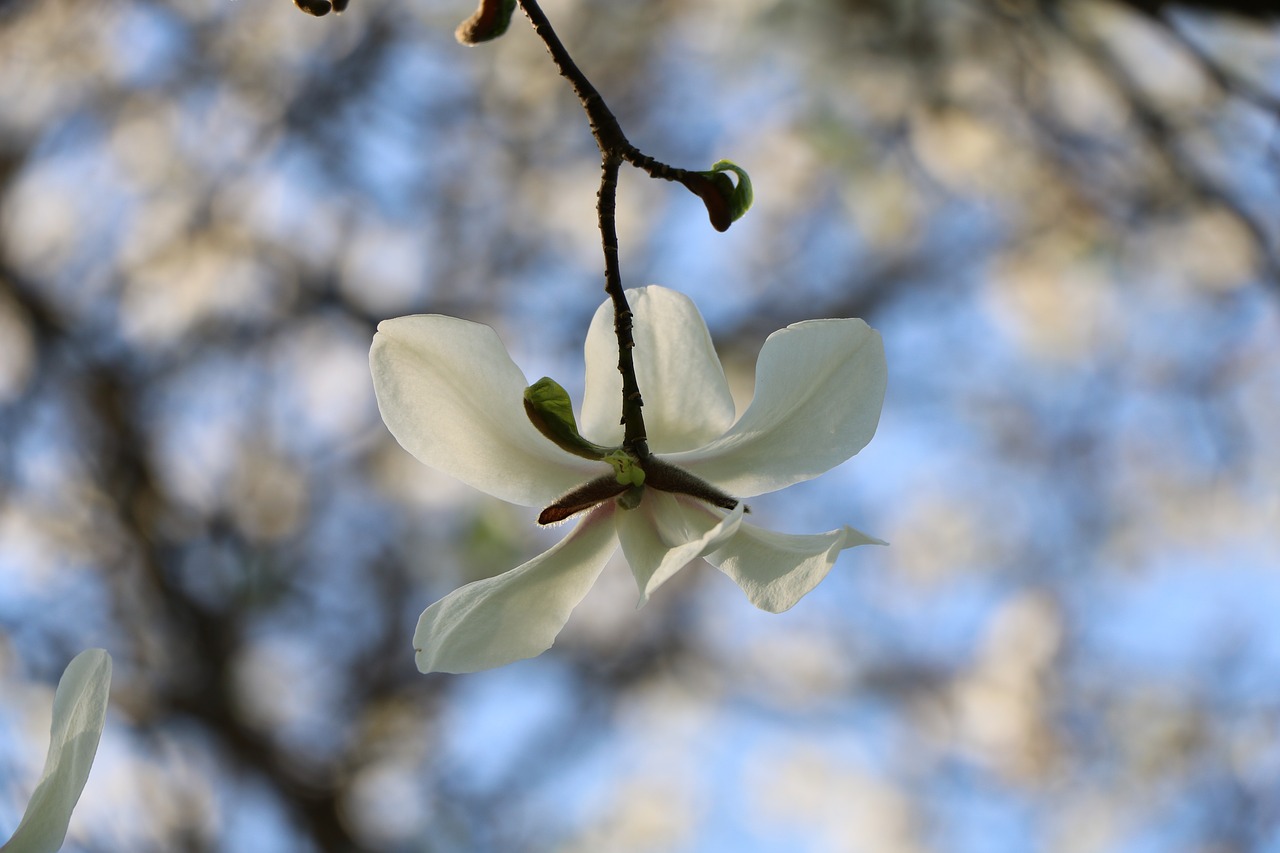 branch  flower  nature free photo